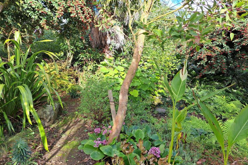 Granitsteinhaus in Guimaëc - foto 23