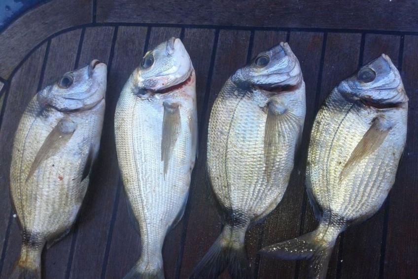 in Zlarin mit Schönem Garten - foto 44