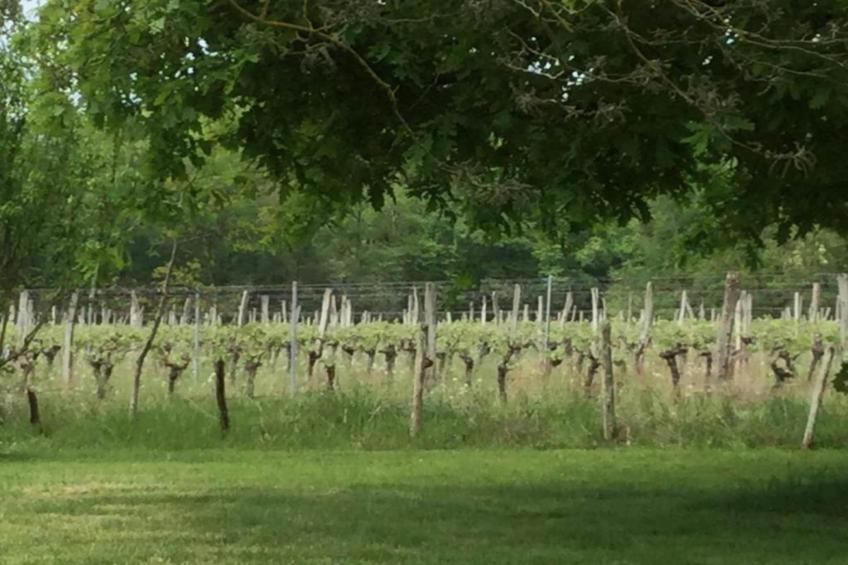 La Coquette - foto 31