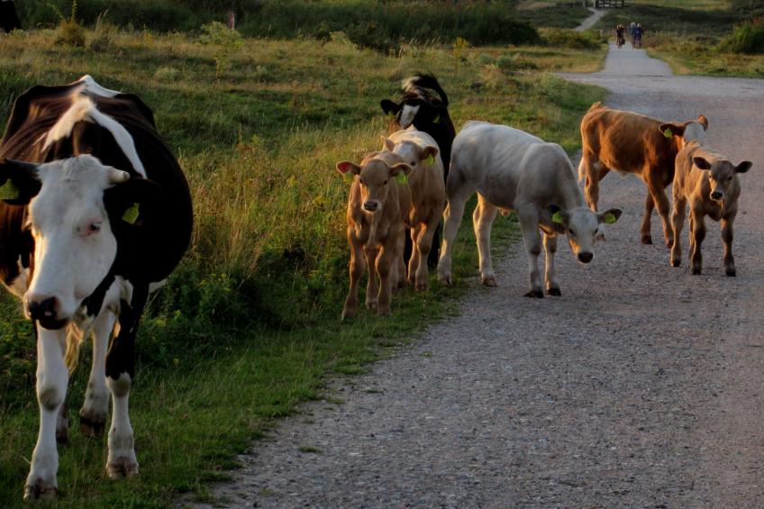 Gemütliches Mobilheim mit 3 Schlafzimmern - foto 11