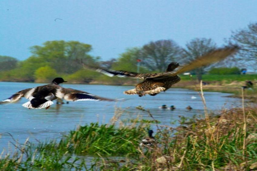 Vakantiepark Klein Vink 10 - foto 32