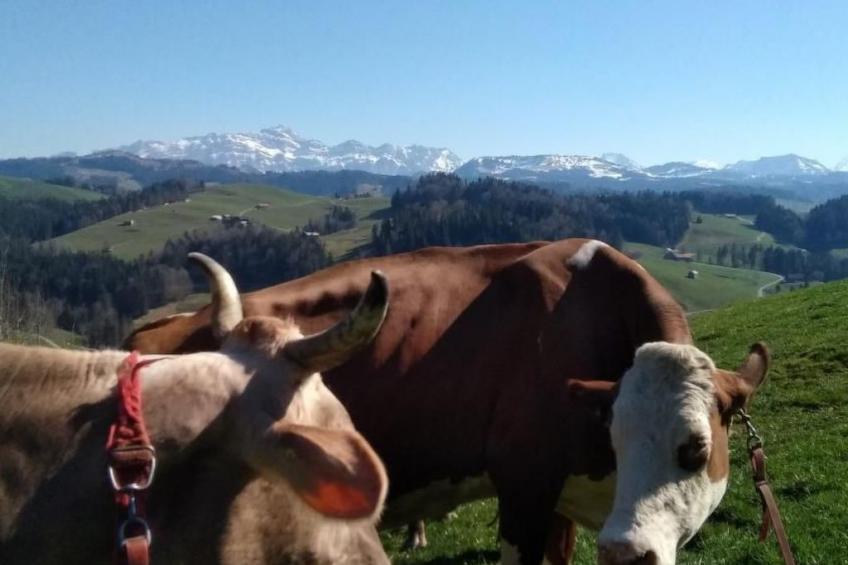 Hasenbüel - foto 25