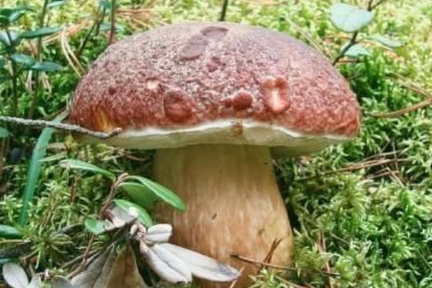 U SEMUSHKY Apartment 3 - foto 17