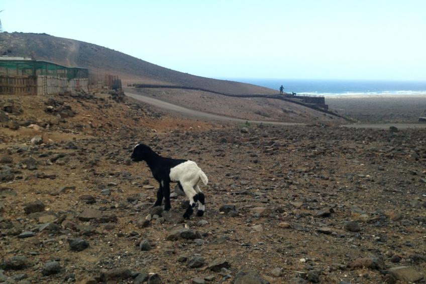 "Jandia" mit Wasserblick - foto 44