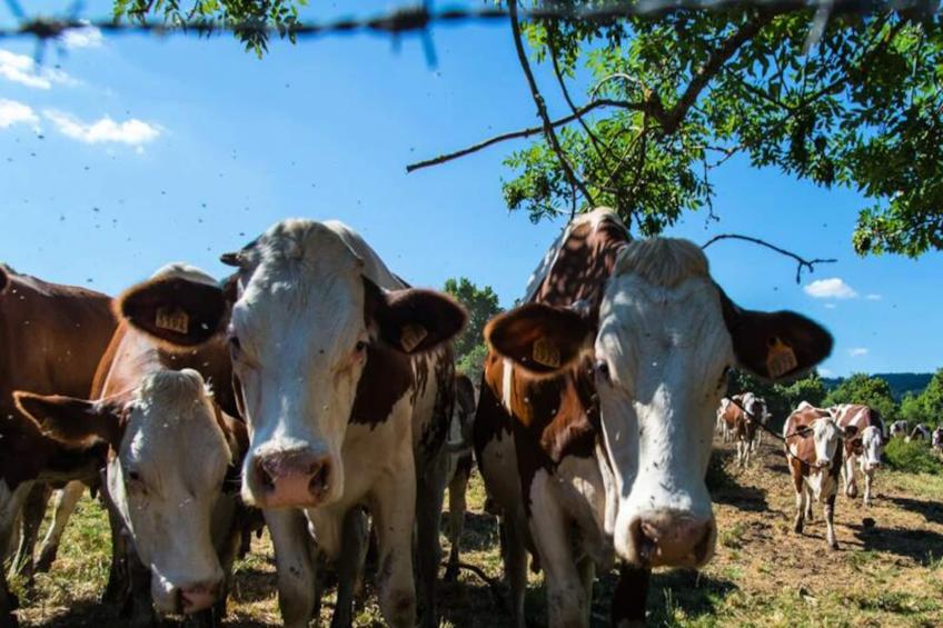 Gîte de France L'etable de pierre 4 épis - foto 32