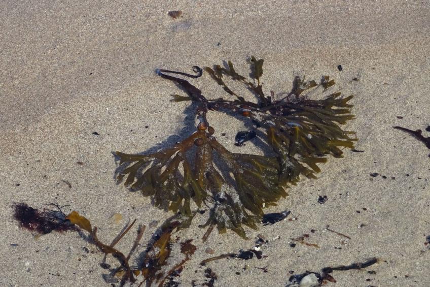 Sweet Home - foto 29