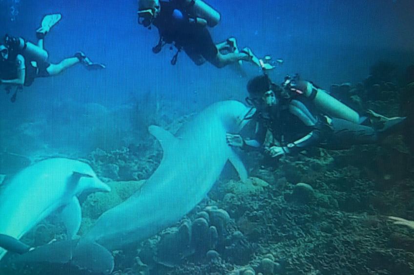 Reef 5 Blue Bay, Strand Golf Meerblick, Curacao - foto 8