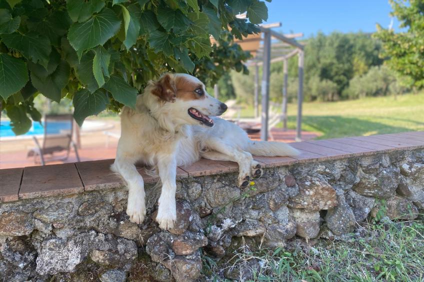 Landgut mit Blick auf das Wasser - foto 40