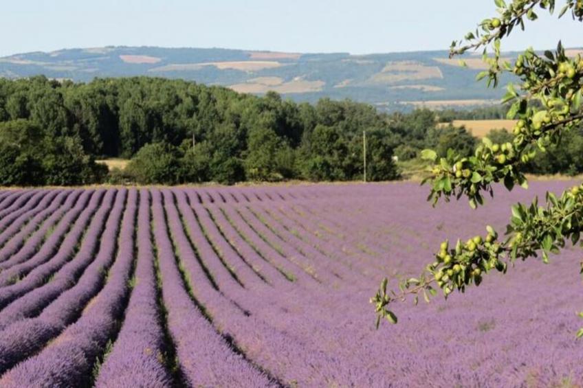 Mas La Miellerie | Charme Authentique Et Nature - foto 67