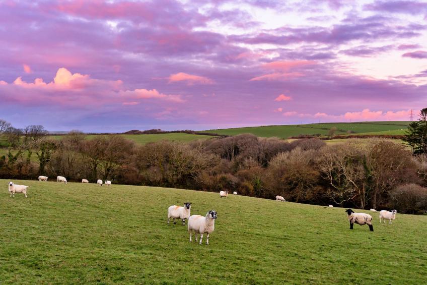 Jenny Wren - foto 11