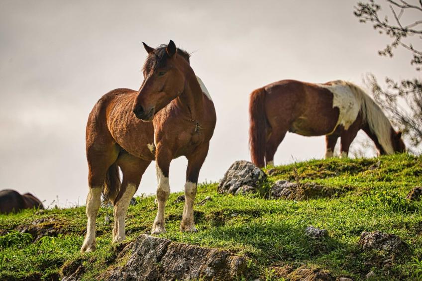 Visnja Gora Meadow Hideaway with Terrace - One Bedroom Cottage with Terrace (owner Hiška na skalci) - foto 48