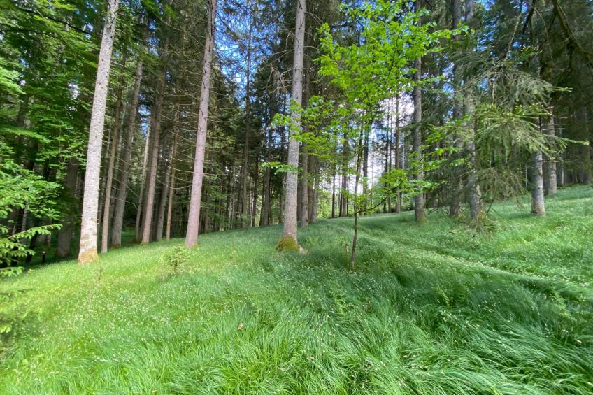 Plattenstein - foto 30