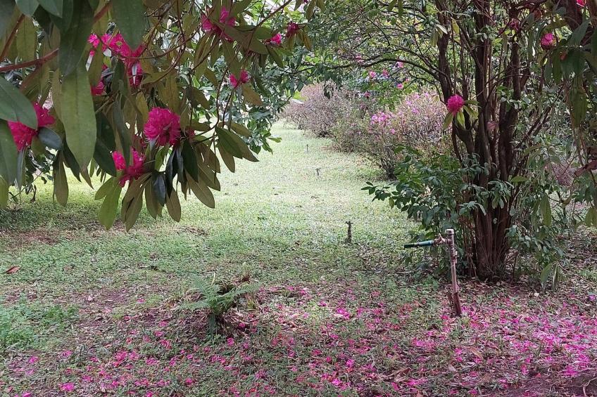 Quinta D'Avó Amélia, wunderschönes Landhaus zwischen den Bergen und dem Meer - foto 53