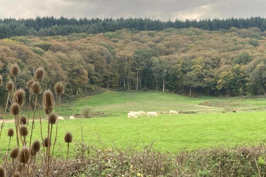 Apt 6 pers piscine - foto 32