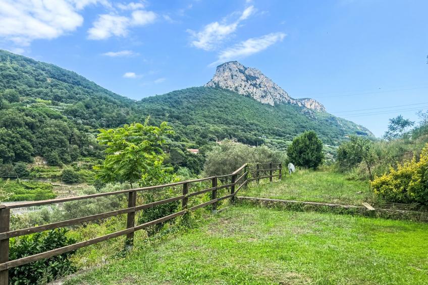 Le radici dell´ulivo - foto 6