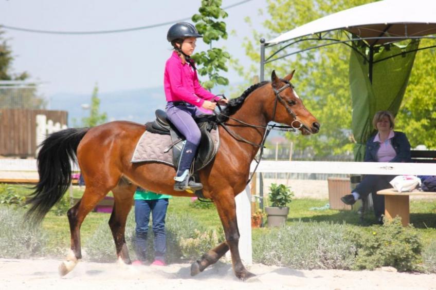 Zevnik Quiet Retreat with Stunning Views and Equestrian Activities - One Bedroom Apartment - foto 32