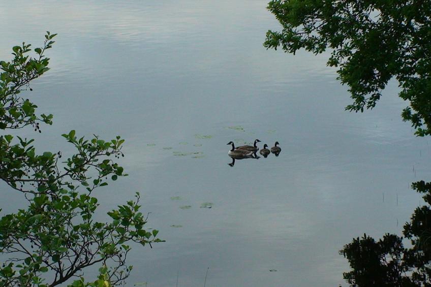 Schwedisches Glück, zwischen Wäldern und einem See - foto 38
