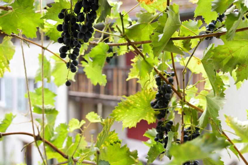 WohlfühlNest - foto 31