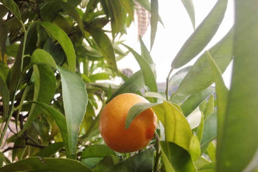 Locations-06 - Die Eugenie - foto 31