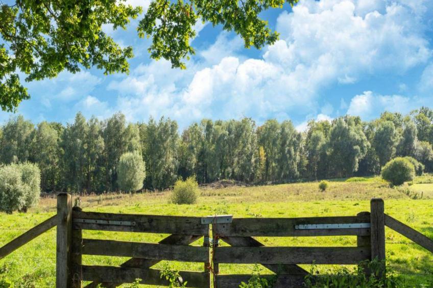 Bie Leentje op de Wei - foto 47