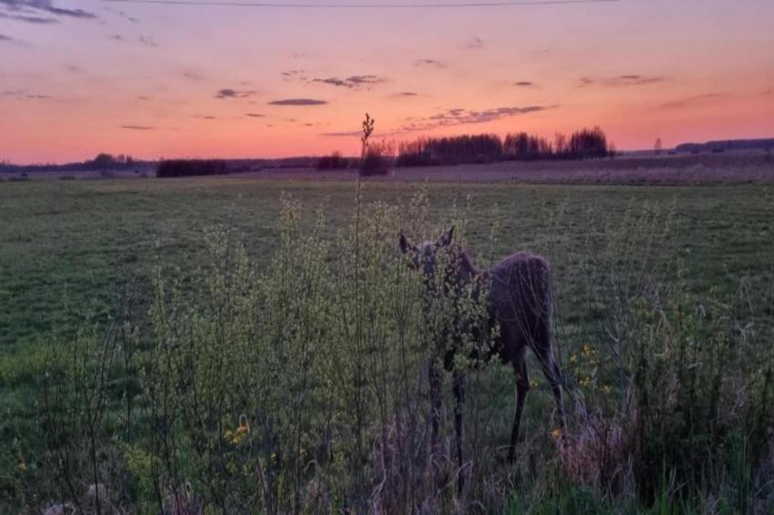 A large comfortable house Gajewo in Podlasie - foto 26