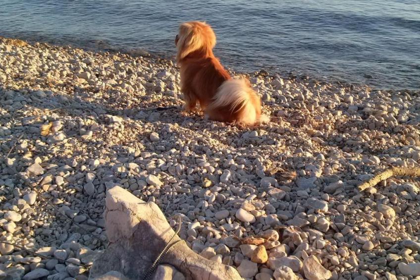 mit Blick auf das Wasser - foto 2