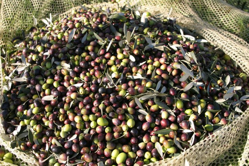 Wohnung in Figline Valdarno mit Gemeinschaftspool - foto 36