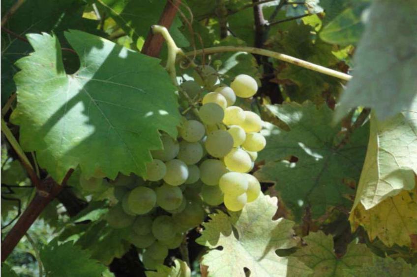 Noelie 1er Etage - foto 19