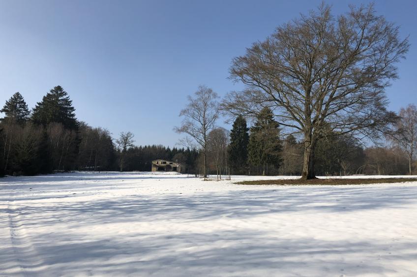 Red Hazels - foto 33