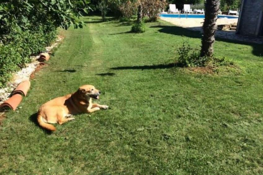 in Bratulići mit Privatem Pool - foto 58