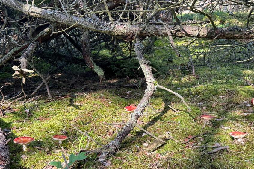 VW-M3B5Y - foto 10