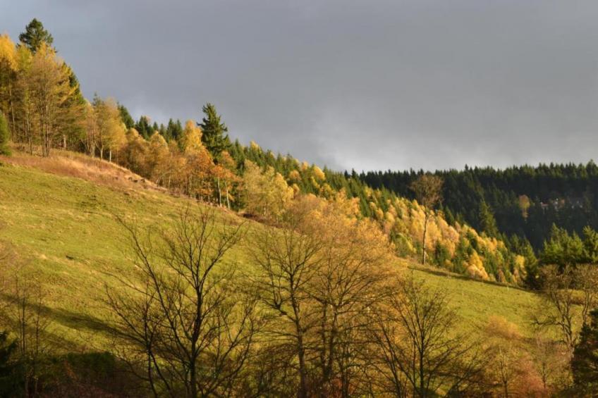 Ferienwohnung Stern - Harz Wildemann - foto 39