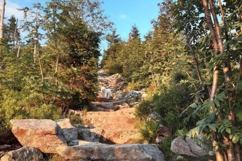 Im Bayerischen Wald - foto 24
