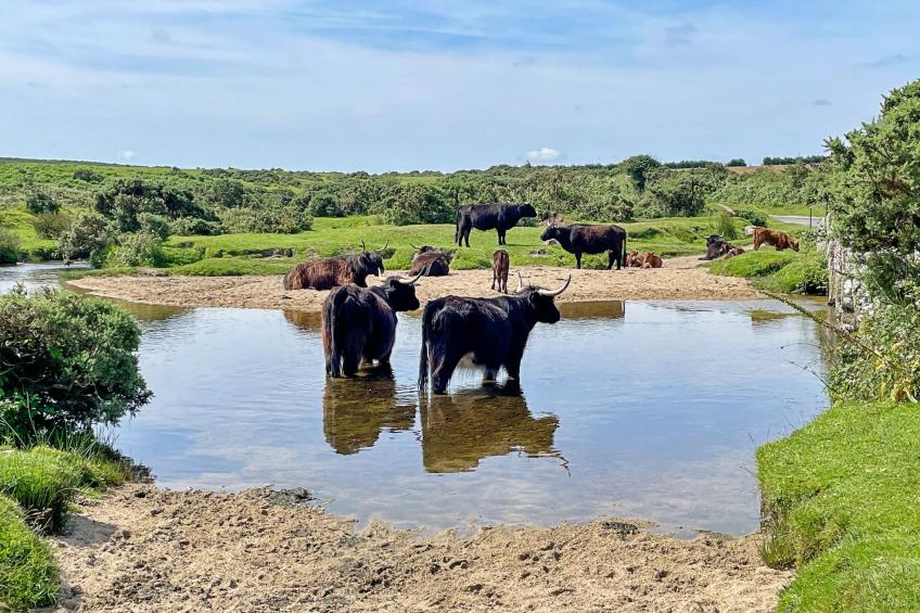 Stable Barn Apartment at Bodmin Moor - foto 25