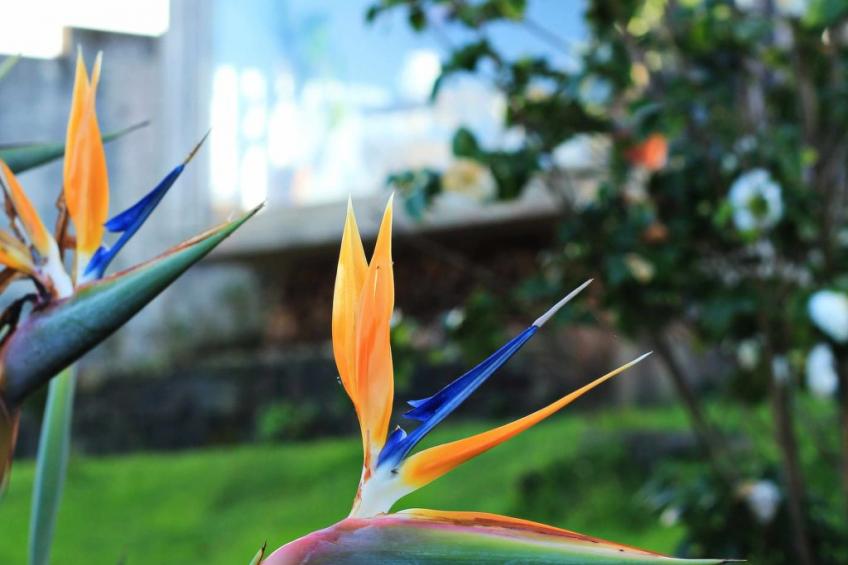 Casa da Talha, Rustikaler Charme auf den Azoren - foto 23