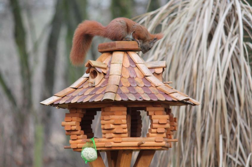 Bungalow Waldidyll - foto 25