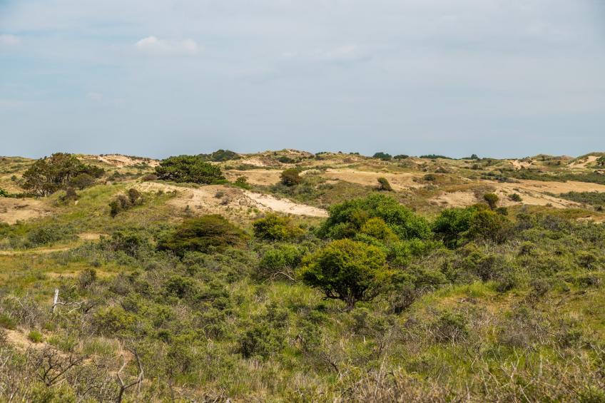 Noordwijkse Duinen - foto 32