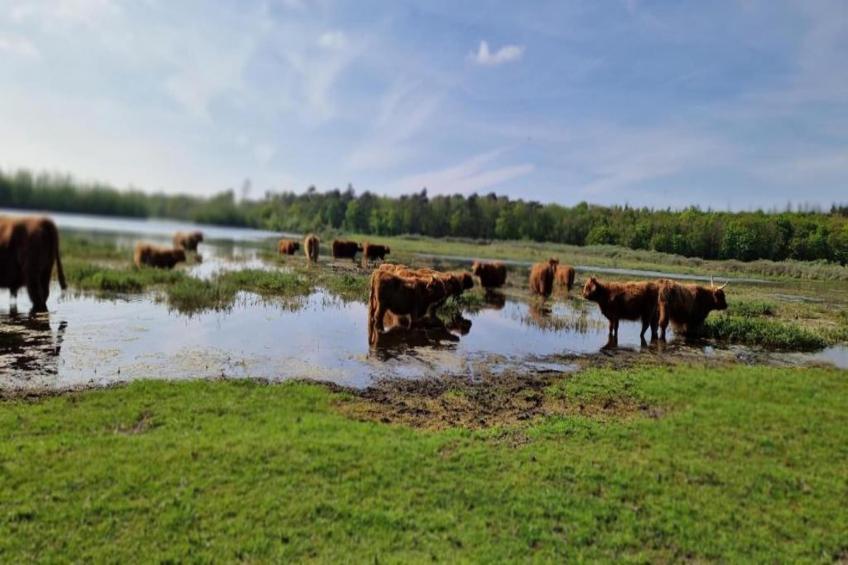 Parel aan de Duinen 8p - foto 35