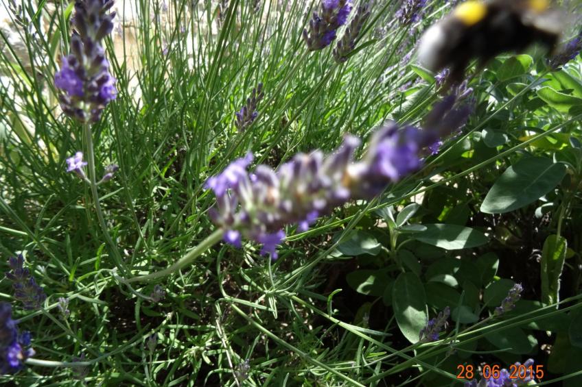 mit Privatpool für 6 Personen ca. 107 m² in Cehici, Istrien (Porec und Umg - foto 4