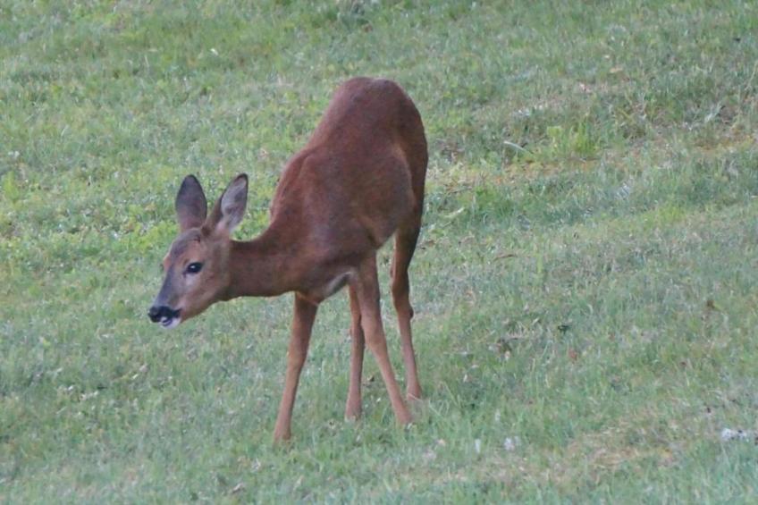 La Chaumière Deux - foto 31