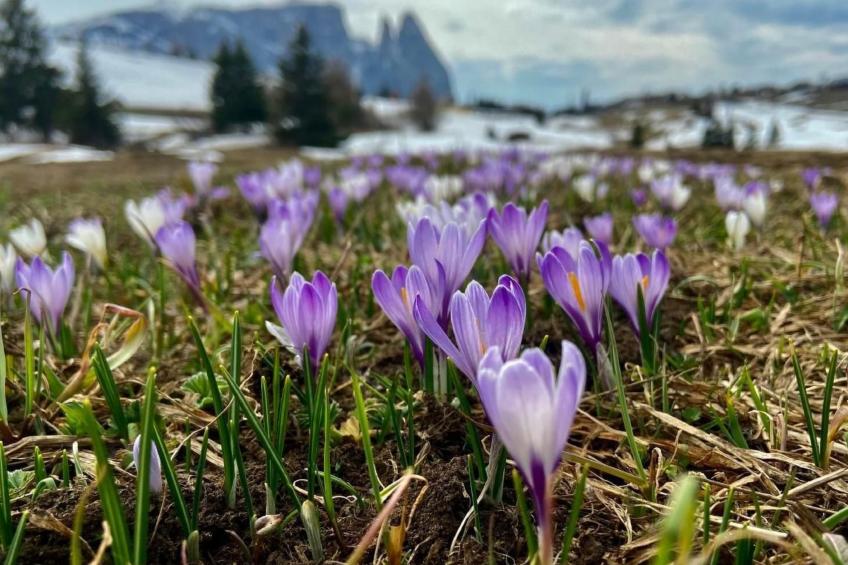 Cesa Vedla DOLOMITES - foto 20