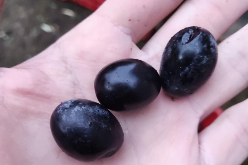 "Haus am Meer in Sizilien" - foto 21