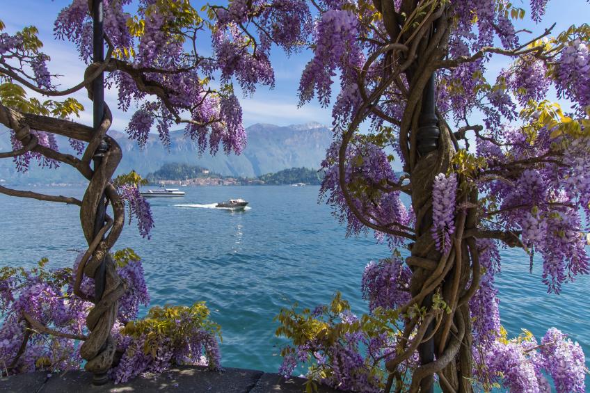 Residenza Menaggio - Mimosa