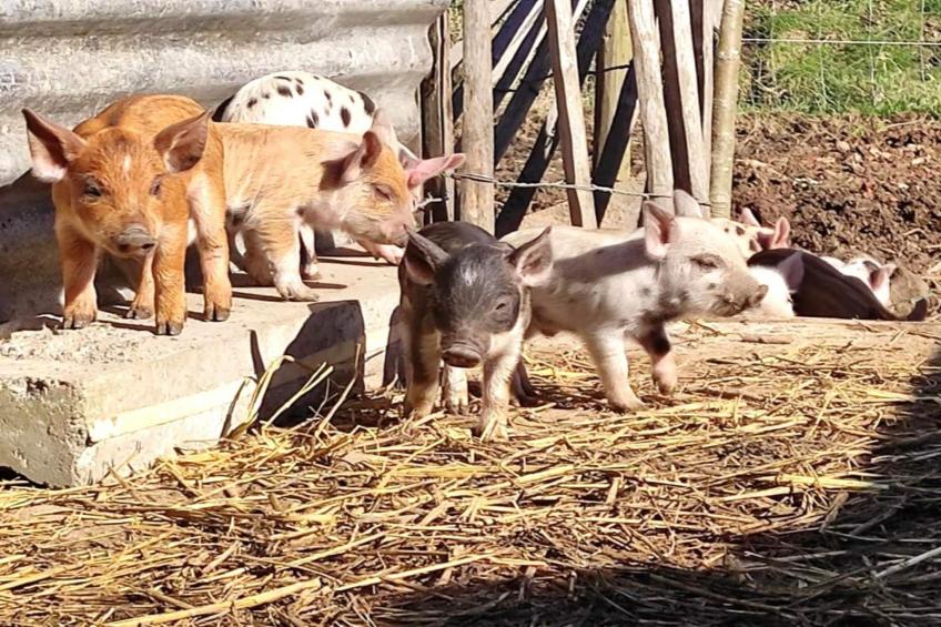 Karper studio - foto 22