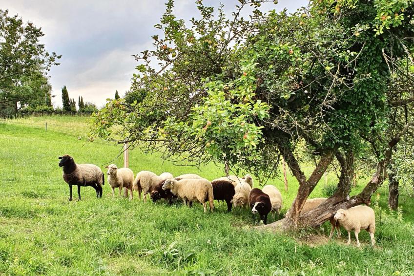 Appartement Apollo in der Wohlfühloase am Trausdorfberg mit Sauna Whirlpoolnutz - foto 18
