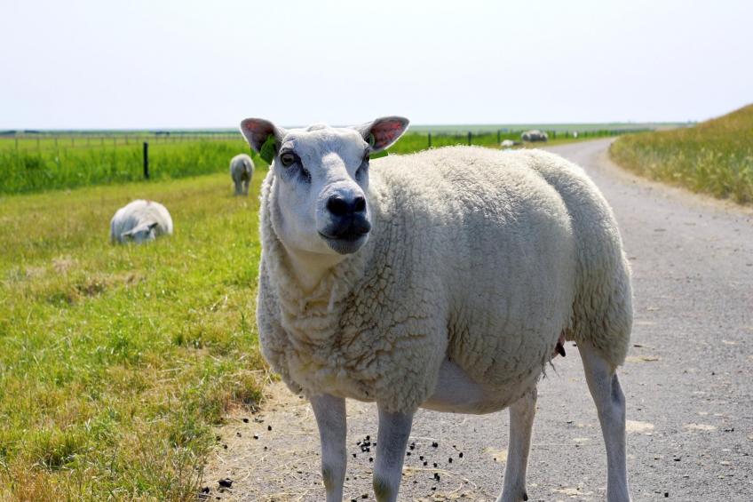 Sea Lodge Ameland - foto 23