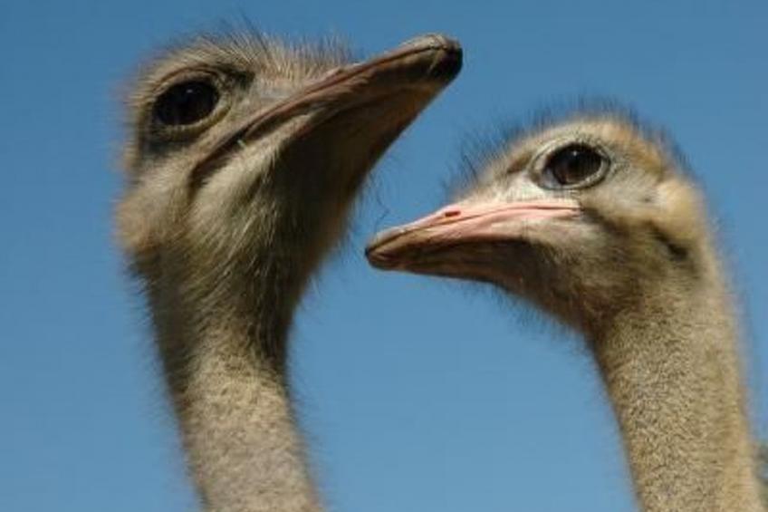 Alleenwiesen - foto 19