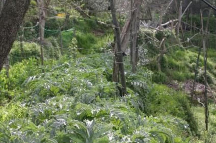 Studio" mit Blick auf den Golf von Neapel - foto 14