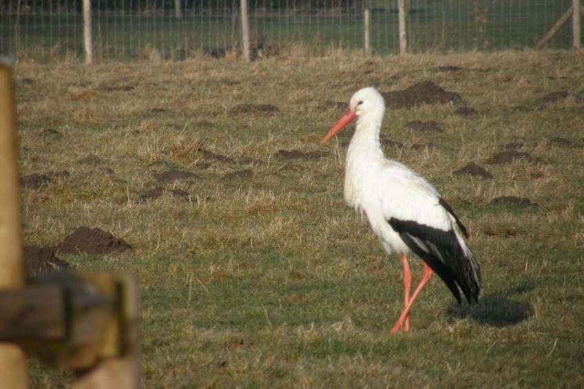 Blackthorn für 6 Personen - foto 15