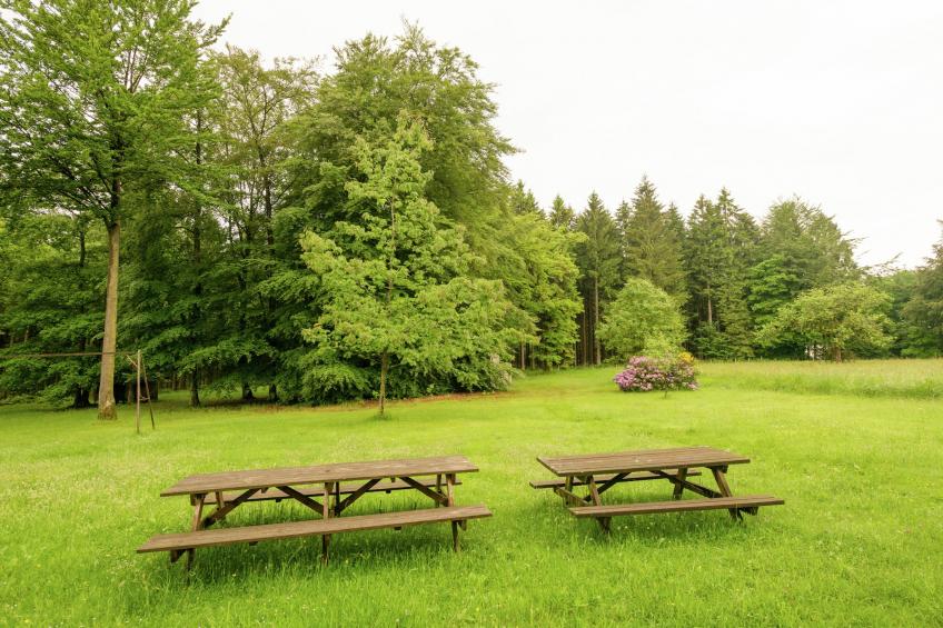 Red Hazels - foto 29